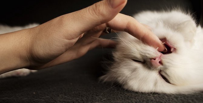 猫が飼い主の指を噛むのはなぜ？６つの理由