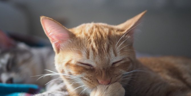 猫は『照れる・嫉妬・恥』の感情を持っている？