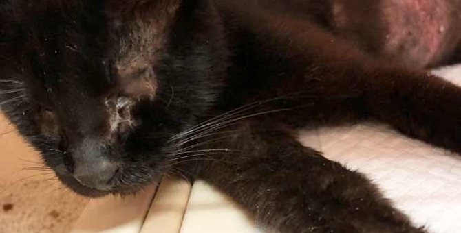 全盲で奇跡的に生き延びた黒猫…ケア後の美姿に感動！