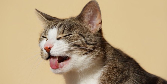 猫の『よだれ』が大量に出る…病院に行くべき4つの症状と原因・予防法