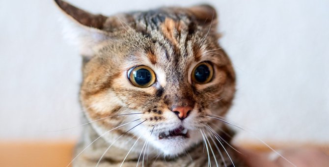 猫が『耳をふせる』のはなぜ？4つの意味