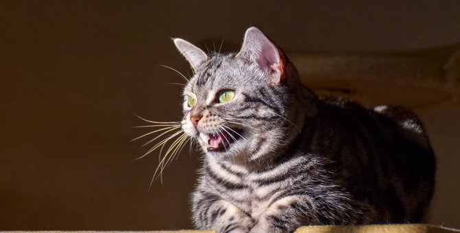 猫の鳴き声「カカカ」が聞けるタイミング3つ！どんな時に鳴いているの？