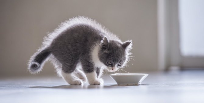猫のフード品質低下で起こる健康リスク５つ