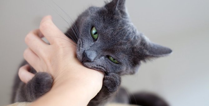猫が本気で噛む理由としつけの対策