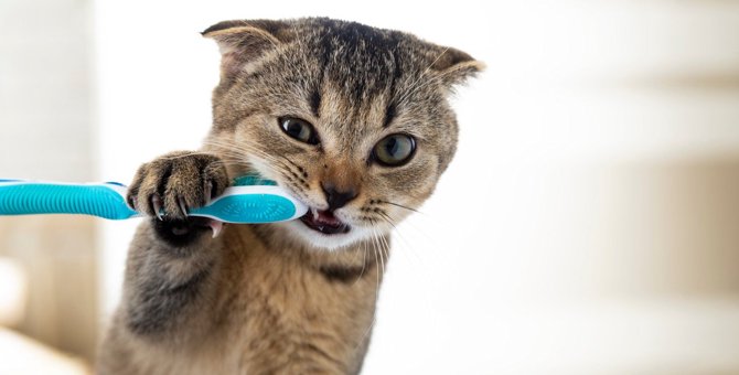 猫と人間の『歯の違い』とは？構造や口腔環境・猫のよくある歯の病気・予防策など3つ
