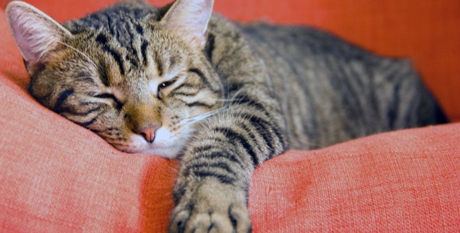 猫の『疲れを癒す』4つの方法　気を付けなければいけないことは？