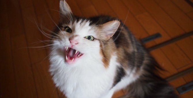 猫の「騒音トラブル」事例と対策５つ