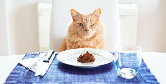猫に『手作りご飯』をあげてもOK？メリット・デメリットや注意点6つ