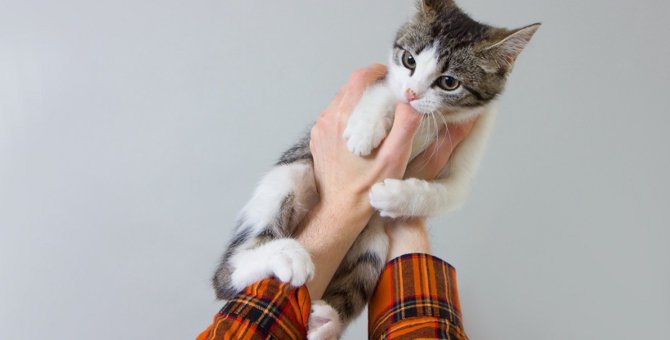 猫が飼い主の指を吸うのはやめさせるべき？その理由と対処法４つ