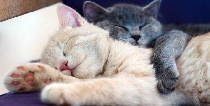 猫はどんな『夢』をみるの？人とは違う猫の睡眠の秘密4つ