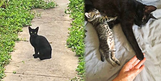 飼い猫のもとを訪れた臨月の黒猫…緊迫する出産の行方は？