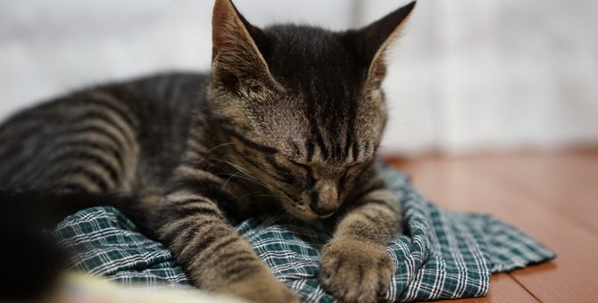 猫が脳梗塞になった時の症状と治療の方法