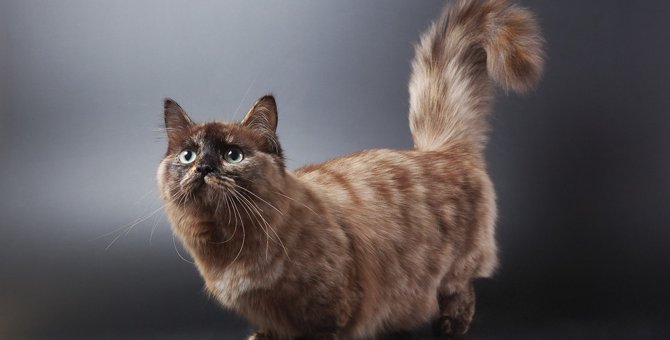 マンチカンの成猫はどのぐらいの大きさ？体の特徴や人気の秘密