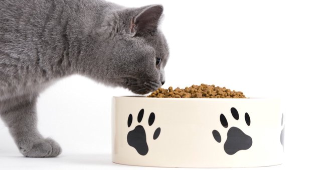 猫の食欲に影響することも！『理想的な食事の場所』のポイント4つ