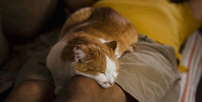 猫が『人に添い寝したくなる』5つの場所♡上手に誘導する方法とは？