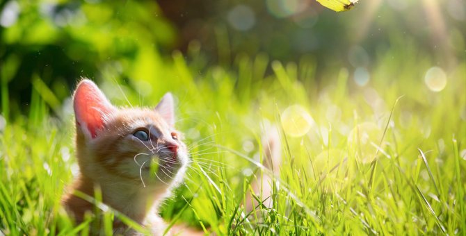 猫に起こる『春バテ』とは？原因や症状・予防策