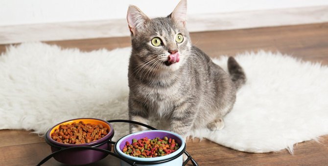 猫の餌コンボの特徴や成分、おすすめの商品について