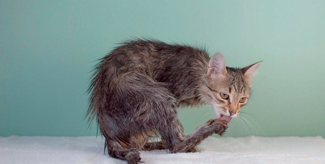 猫がドライヤーを嫌がる時の対処法！自宅で上手に乾かすコツは？