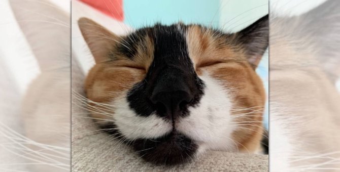【眼福】見ると幸せになれる♡猫さんの寝顔に癒される人続出