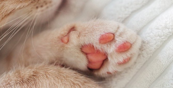 猫の『肉球』は他の動物と何が違うの？5つの違いと理由を解説！