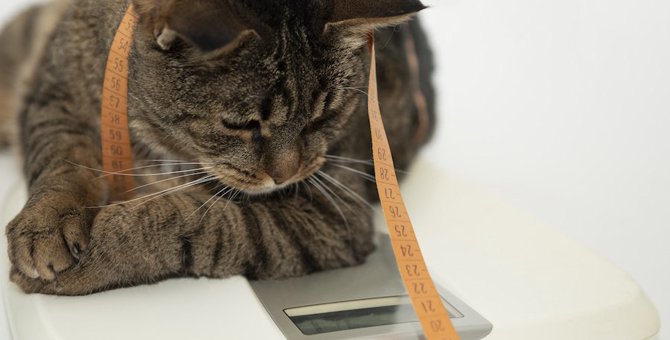 年齢別でみる猫の平均体重！太りすぎ、痩せすぎの対処法まで