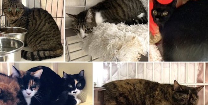飼い主の急逝で残された猫たち…真夏の室内から緊急救出！