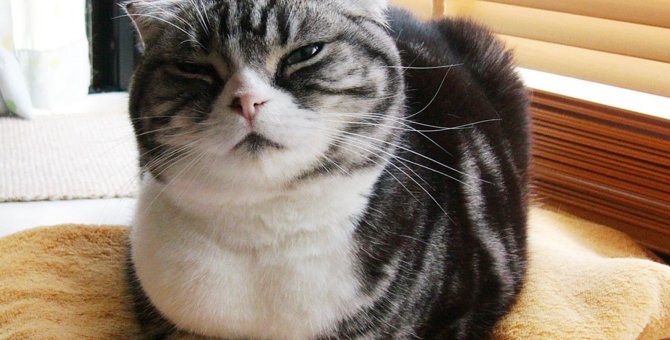 刃物で切られ瀕死の状態で保護…亡き両親の遺したスーパーサバイバル猫