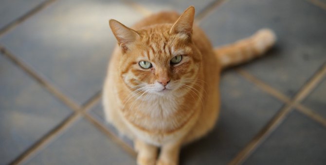 猫が『我慢しがちなこと』4つ！飼い主がすべき予防策とは？