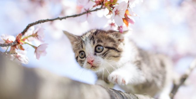 猫の危険な『春のトラブル』５選！飼い主さんが講じるべき対策とは？