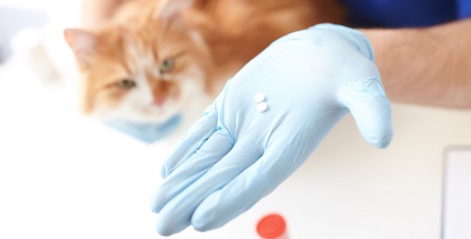 ビブラマイシンを猫に飲ませる際の注意点や効果