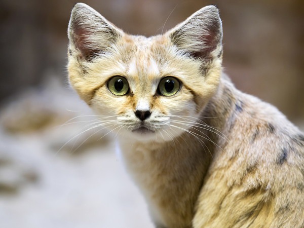 スナネコ(砂猫)は世界一可愛い！準絶滅危惧種にも指定される貴重な猫