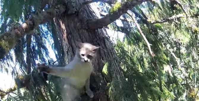 なぜ…木の上で立ち往生の猫は救助者に激おこ！何度も噛む＆パンチ