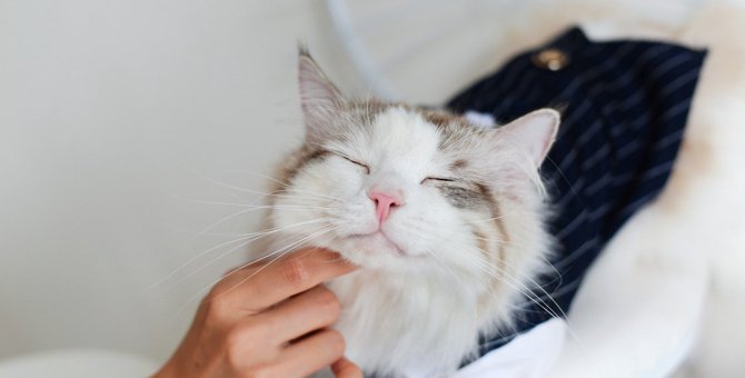 猫を撫でると『目を閉じる』のはナゼ？3つの心理と満点の撫で方とは