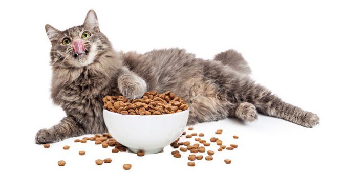 猫がダイエットを必要とするポイントとその2つの方法