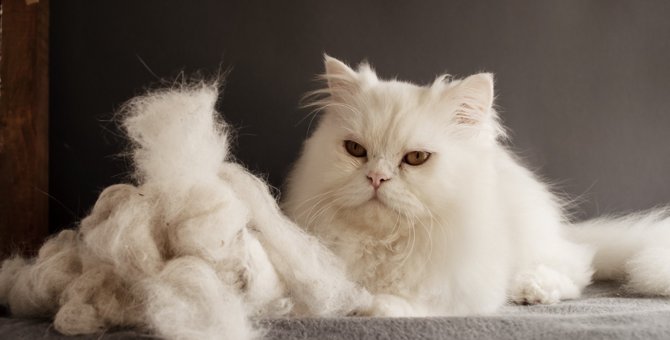 猫の体に毛玉ができる！取り方のコツや吐く時の対策、注意点を解説