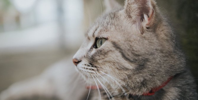 猫は『反省』するとどうなる？5つのサインと飼い主がすべきケア方法