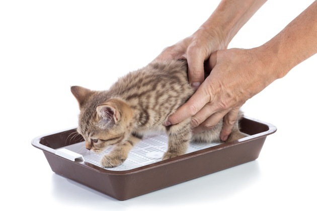 猫にトイレのしつけをする時期や方法、おすすめの商品