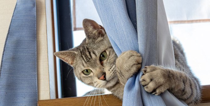 猫が『カーテンを登る』3つの理由と防止策