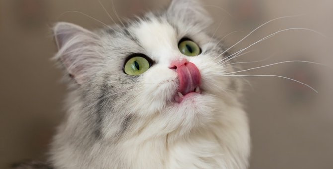 猫は白米を食べても大丈夫？注意点や正しい与え方について