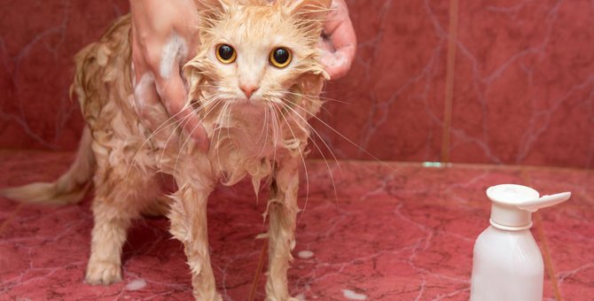 猫はお風呂が嫌い？汚れた時の対処法