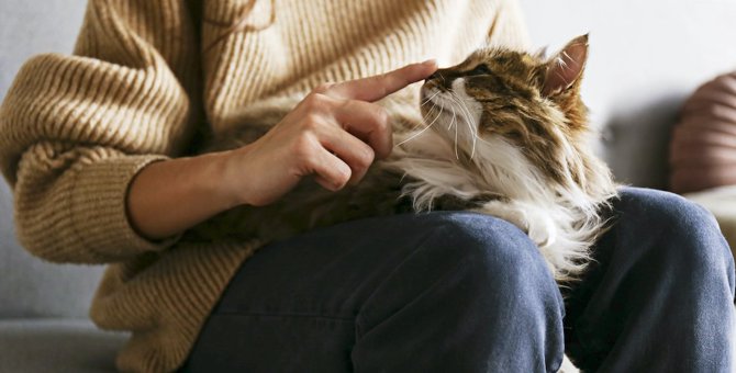 猫との触れ合いで出る“愛情ホルモン”とは？『猫との暮らし』が人間にもたらす幸せ４つ