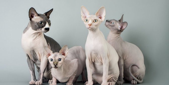 換毛期がラク！抜け毛の少ない猫種の４例