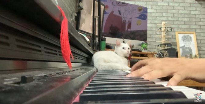美しいピアノの旋律に乱入する猫…愛溢れる結末とは？