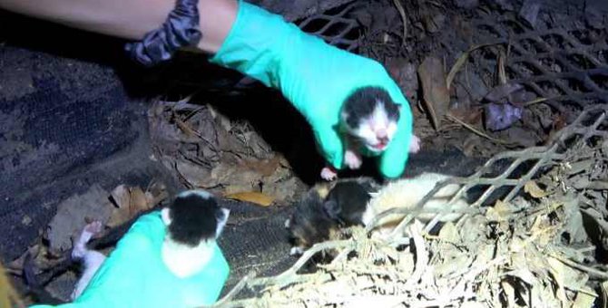 排水溝で鳴く生まれたての子猫たち…緊迫する保護活動の全貌とは？