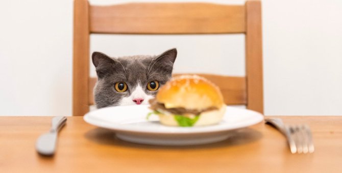 猫に『人間の食べ物』はNG？口に入れないためにすべき工夫6つ