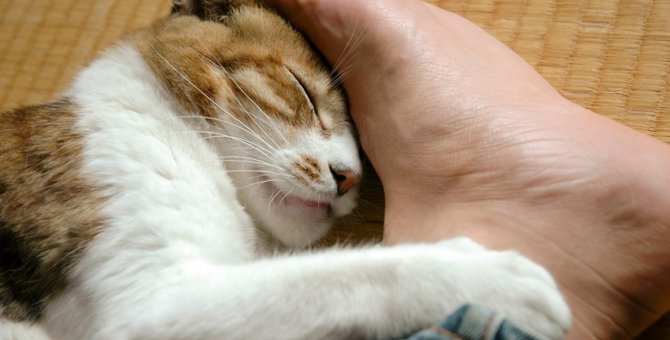 猫が好む『畳』の魅力4つ！爪とぎをされてしまうときはどうしたらいいの？