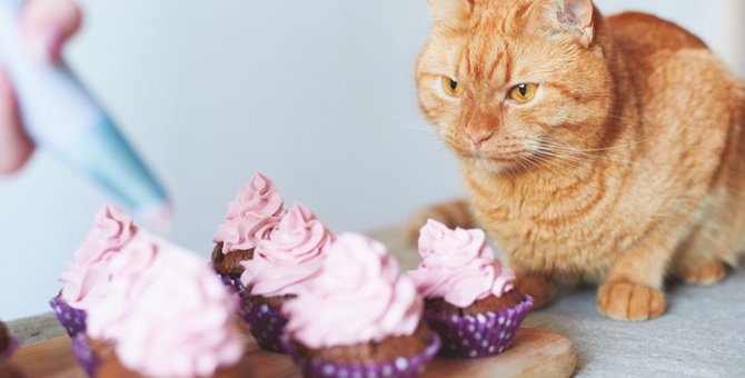 猫用のケーキとは？特徴とおすすめケーキ5選！