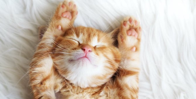 『眠りながら喉を鳴らしている猫』の心理５つ！猫にとって理想的な快眠環境とは？