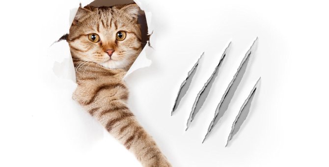 猫の『引っ掻き癖』は直せる？5つの原因をもとに考える対策法