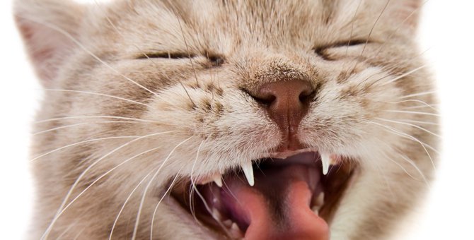 猫の歯の種類や構造、病気について